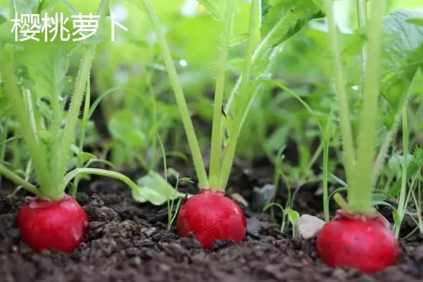 哪些蔬菜的生长期在30天以内，包含芝麻菜、鸡毛菜、小叶茼蒿等品种