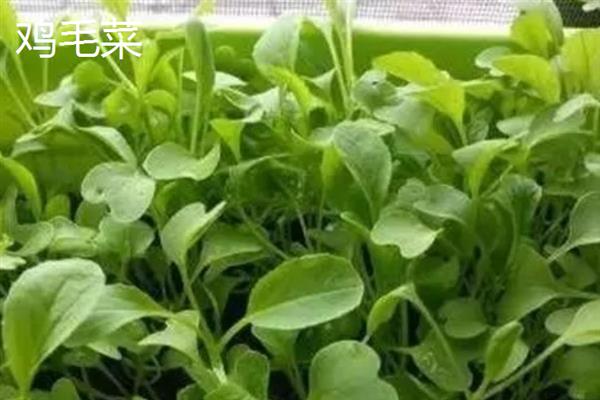 哪些蔬菜的生长期在30天以内，包含芝麻菜、鸡毛菜、小叶茼蒿等品种