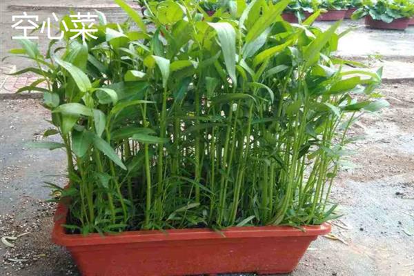哪些蔬菜的生长期在30天以内，包含芝麻菜、鸡毛菜、小叶茼蒿等品种