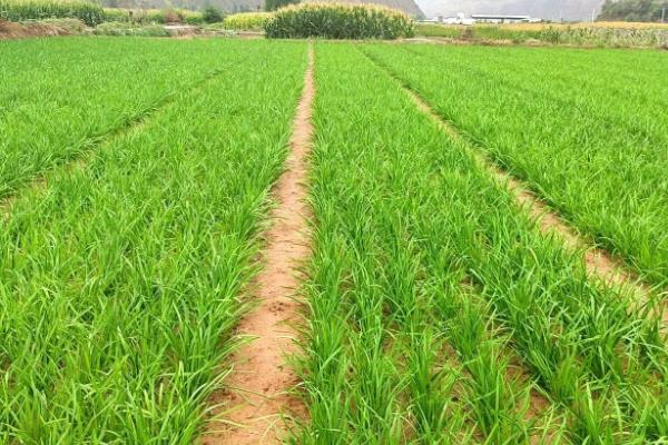 韭菜的种植时间，3月下旬至4月下旬播种为宜