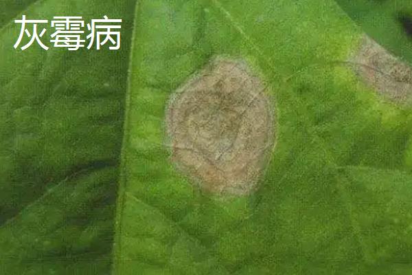 哪种四季豆可亩产万斤，傲视群雄管理得当可亩产过万
