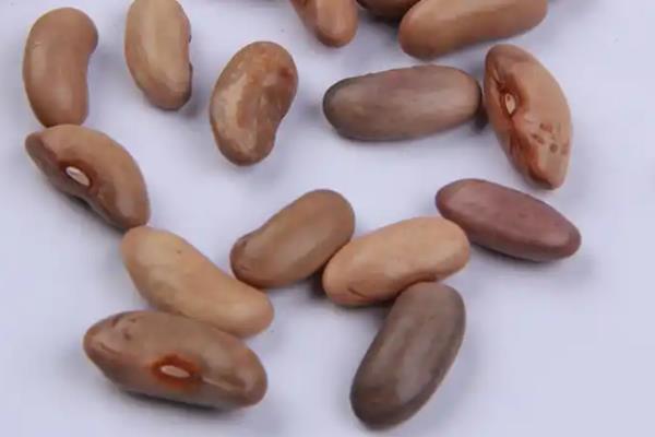 哪种四季豆可亩产万斤，傲视群雄管理得当可亩产过万