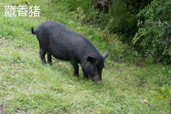 中国家猪有哪些品种，常见的有藏香猪、东北民猪等