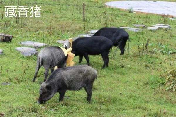中国家猪有哪些品种，常见的有藏香猪、东北民猪等