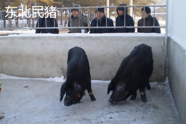 中国家猪有哪些品种，常见的有藏香猪、东北民猪等
