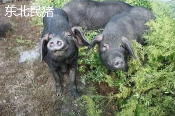 中国家猪有哪些品种，常见的有藏香猪、东北民猪等