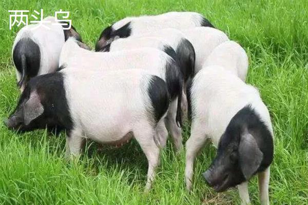 中国家猪有哪些品种，常见的有藏香猪、东北民猪等