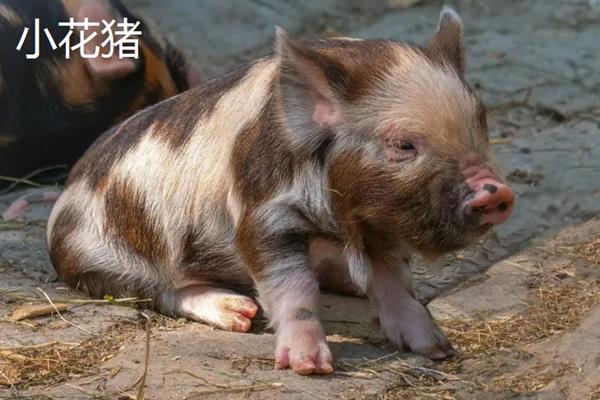 中国家猪有哪些品种，常见的有藏香猪、东北民猪等