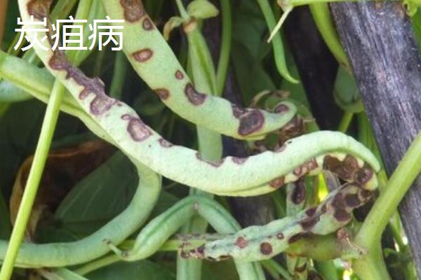 哪种四季豆可亩产万斤，傲视群雄管理得当可亩产过万