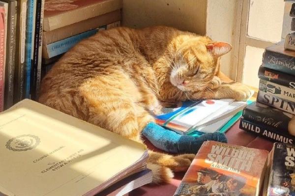 提倡在室内养猫的原因，可以避免交通事故和感染传染病等