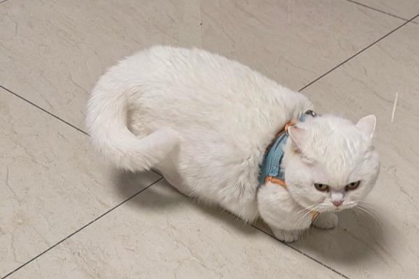 提倡在室内养猫的原因，可以避免交通事故和感染传染病等