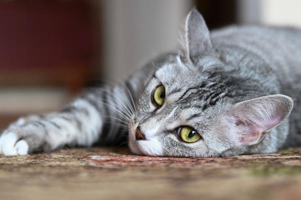 提倡在室内养猫的原因，可以避免交通事故和感染传染病等