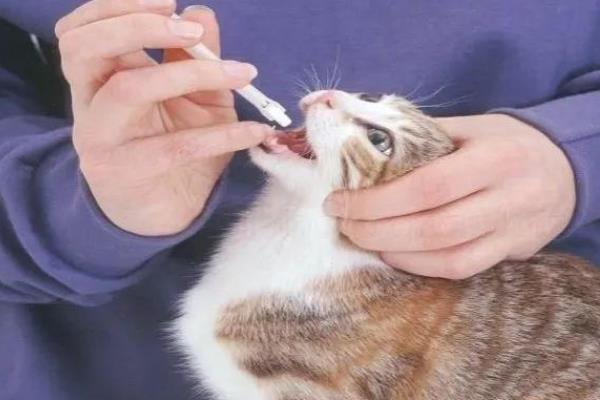 提倡在室内养猫的原因，可以避免交通事故和感染传染病等