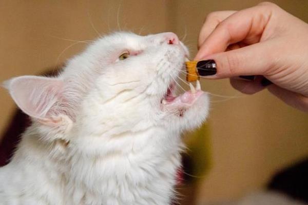 提倡在室内养猫的原因，可以避免交通事故和感染传染病等
