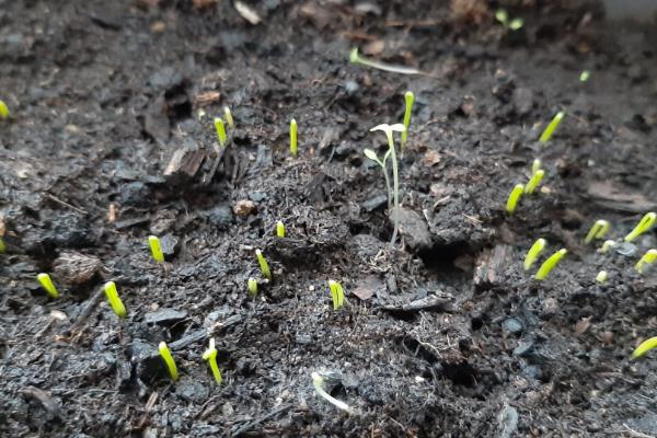 韭菜的种植时间，3月下旬至4月下旬播种为宜