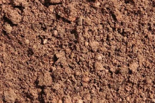 种黑老虎适合用什么土，沙壤土有利于它生长