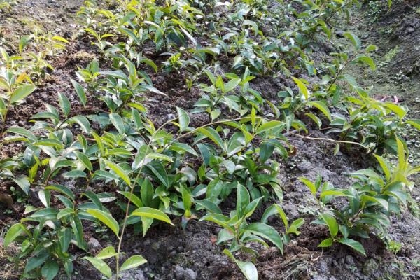 种黑老虎适合用什么土，沙壤土有利于它生长