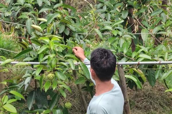 种黑老虎适合用什么土，沙壤土有利于它生长