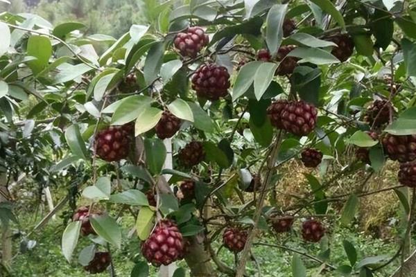 种黑老虎适合用什么土，沙壤土有利于它生长