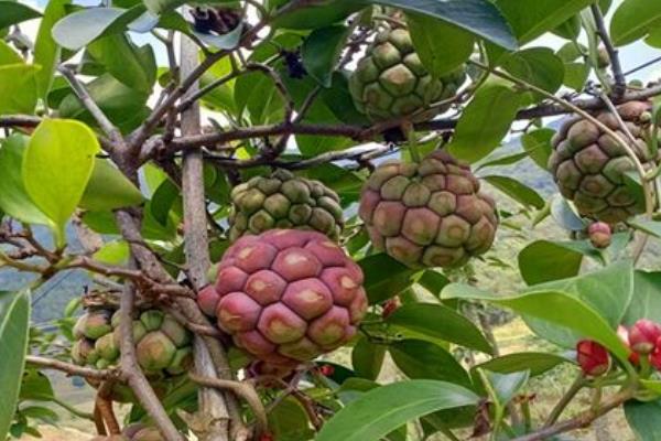 种黑老虎适合用什么土，沙壤土有利于它生长