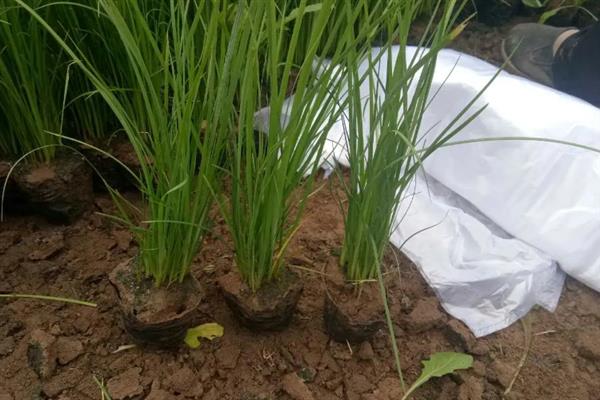 马蔺的繁殖方法,可播种也可分株繁殖