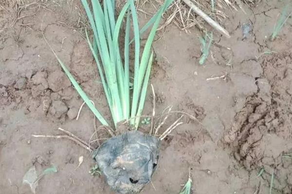 马蔺的繁殖方法,可播种也可分株繁殖