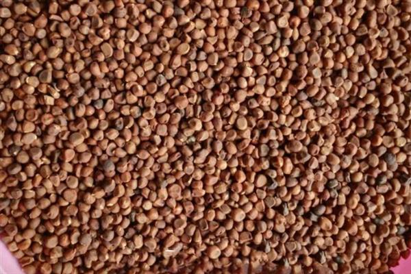 马蔺的繁殖方法,可播种也可分株繁殖