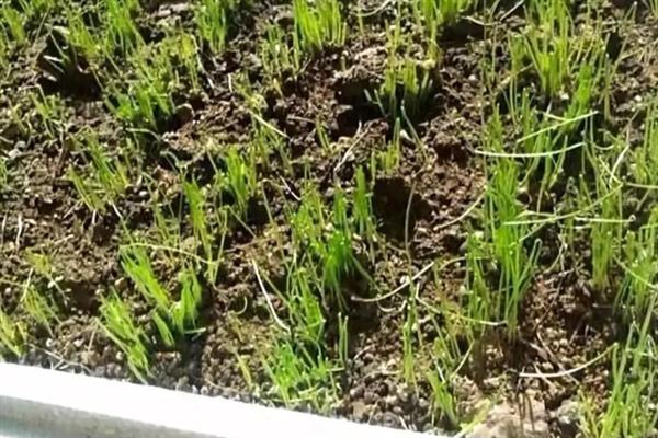 马蔺的繁殖方法,可播种也可分株繁殖