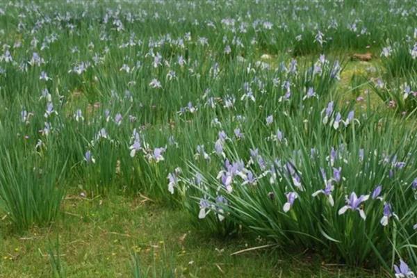 马蔺的繁殖方法,可播种也可分株繁殖
