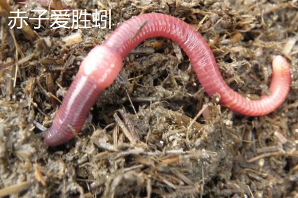 哪种土壤里面蚯蚓多，常见于潮湿疏松、富含有机物的土壤中
