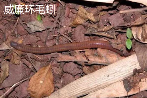 哪种土壤里面蚯蚓多，常见于潮湿疏松、富含有机物的土壤中