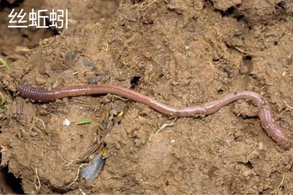 哪种土壤里面蚯蚓多，常见于潮湿疏松、富含有机物的土壤中