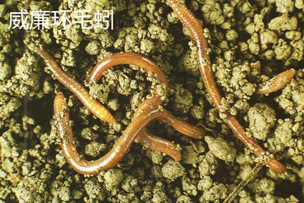 哪种土壤里面蚯蚓多，常见于潮湿疏松、富含有机物的土壤中