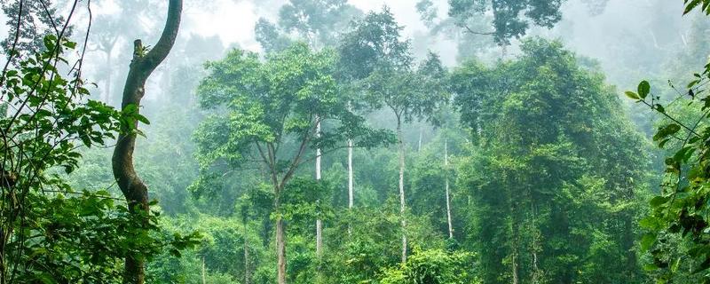 珍稀植物的种类，望天树、百岁兰、珙桐等品种非常珍贵