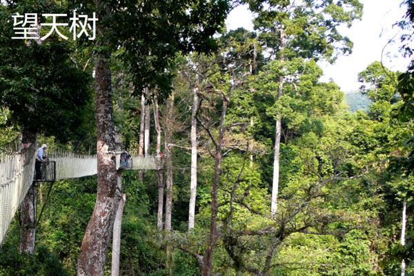 珍稀植物的种类，望天树、百岁兰、珙桐等品种非常珍贵