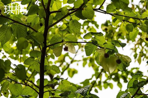 珍稀植物的种类，望天树、百岁兰、珙桐等品种非常珍贵