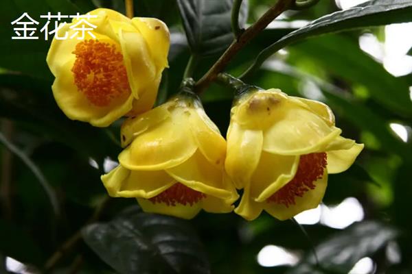 珍稀植物的种类，望天树、百岁兰、珙桐等品种非常珍贵