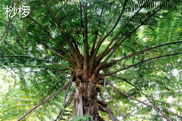 珍稀植物的种类，望天树、百岁兰、珙桐等品种非常珍贵