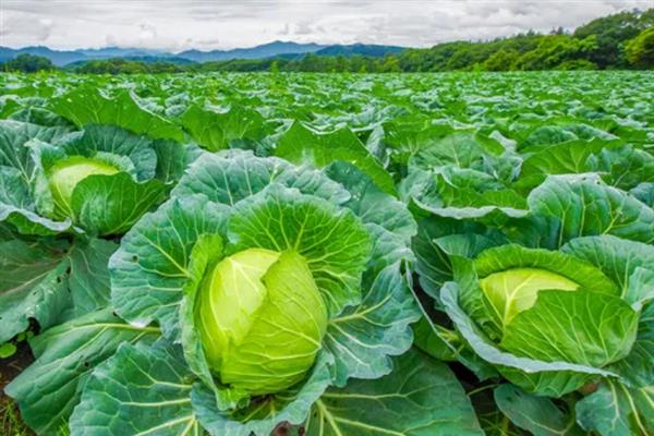 珍稀植物的种类，望天树、百岁兰、珙桐等品种非常珍贵