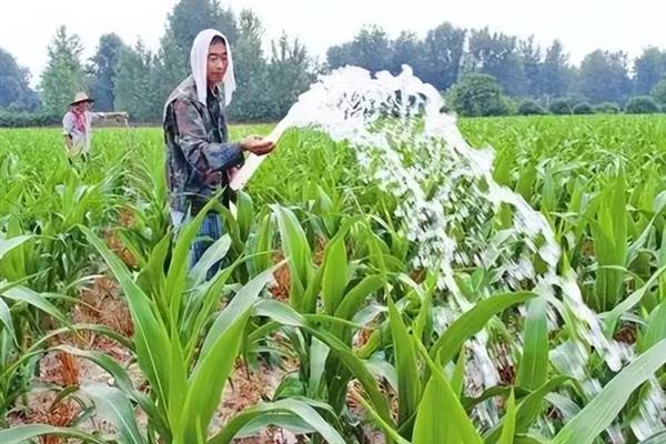 种植松科709玉米的要点，地温稳定在10℃以上再播种