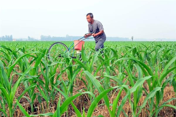 种植松科709玉米的要点，地温稳定在10℃以上再播种