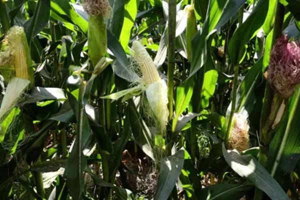 种植松科709玉米的要点，地温稳定在10℃以上再播种
