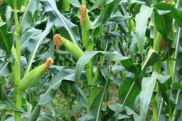 种植松科709玉米的要点，地温稳定在10℃以上再播种