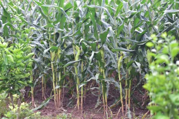 种植松科709玉米的要点，地温稳定在10℃以上再播种