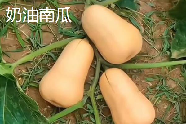 优质好吃的南瓜品种，常见的有五月早、蜜本等