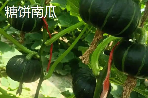 优质好吃的南瓜品种，常见的有五月早、蜜本等