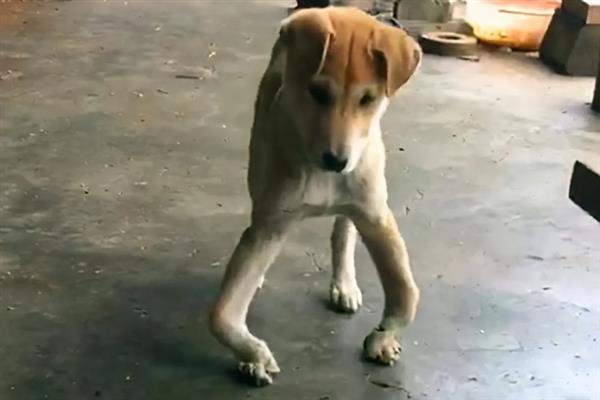 狗狗缺钙后腿站不起来如何处理，饲喂骨头汤、羊奶粉等食物可以补钙