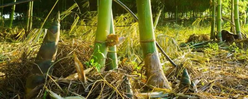竹子种子的种植方法，播种前先浸种