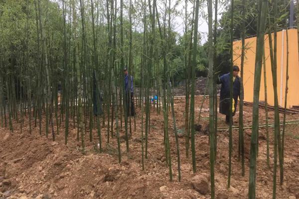 竹子种子的种植方法，播种前先浸种