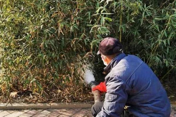 竹子种子的种植方法，播种前先浸种